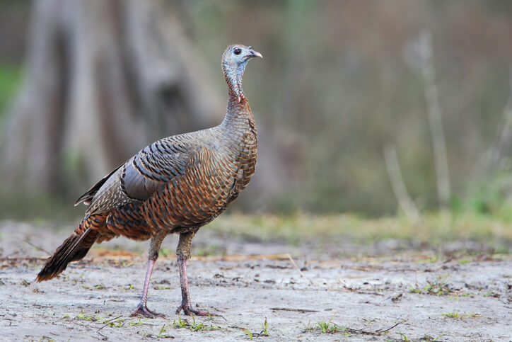 Hunting Safety Tips for Turkey Season in Florida